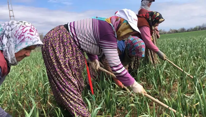 Beyaz Altın Nedir? Dünyanın Dört Bir Yanında Yükselen Çapalama Dönemi