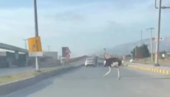 Hatay'da Teatro Kuşları: Deve Kuşları Trafikte Şaşkınlık Yarattı