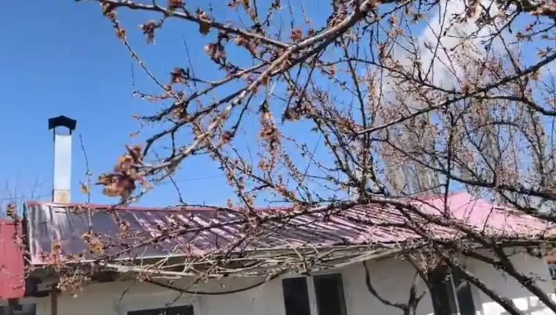 Dondurucu Soğuk Kayısı Üretimini Tehdit Ediyor: Çiftçiler Endişeli