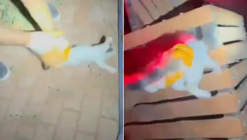 Gece Yarısı İtfaiyeden Kedi Kurtarma Operasyonu: Kahramanlar Görev Başındaydı