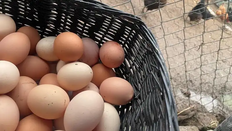 Okul Gıda Krizini Aşmak İçin En Uygun Fiyatlı Protein Seçeneği