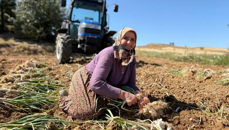 Gıda Devleri İçin Yeni Vaha: Selenyum Zengini Tarım Ürünleri Nasıl Yetiştiriliyor?