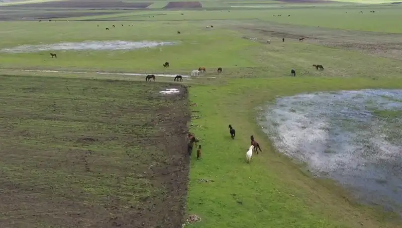 Kars’taki Yılkı Atlarının Doğayla Dansı: Eşsiz Anlar Görüntülendi