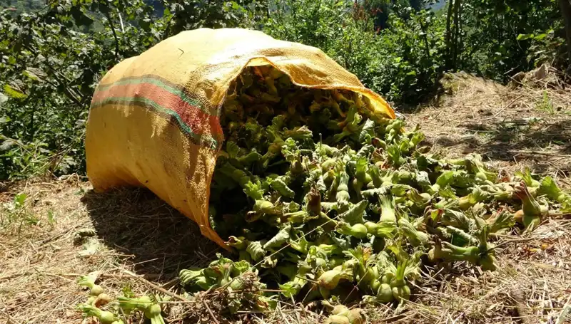 Giresun'da Fındık Hasadı Başladı: Giresun Fındığının Yılı Olacak mı?