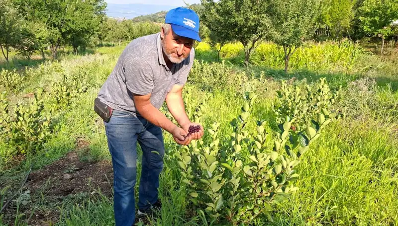 Deneme Amaçlı Ekilen Nadir Meyve, İlk Hasadını Verdi: Kilosu 200 Lira!