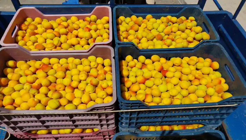 İlk Hasat: 500 TL ile Tarımda Yeni Bir Dönem Başladı