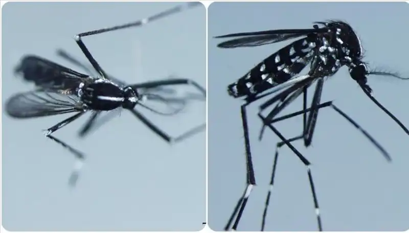Chikungunya Virüsü Hakkında Bilinmesi Gerekenler ve Görüldüğü Ülkeler
