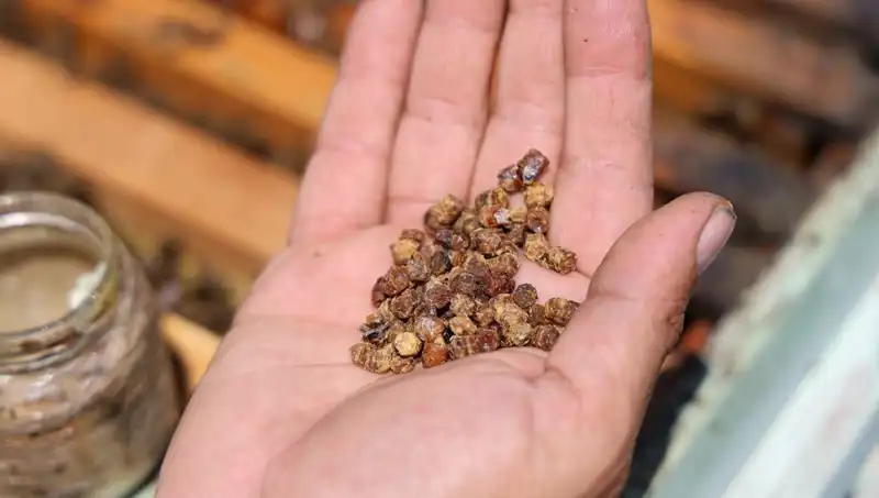 Eskiden Çöpe Atılan Besin Artık 3 Bin TL’den Satılıyor: Protein Zengini Lezzet