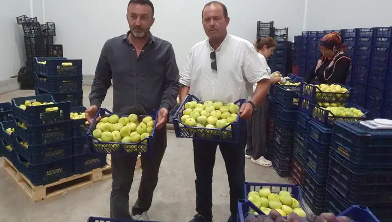 Mersinli Çiftçilerin Yüzü Güldü: Fındık İhracı Başladı!