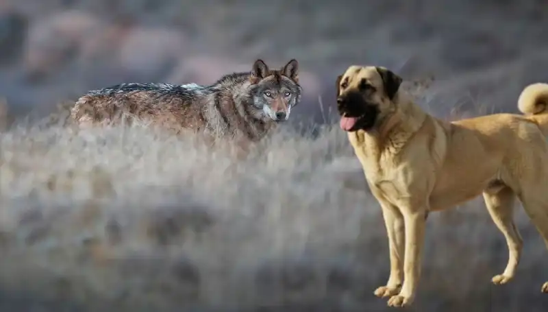 Kangal Köpeğine Olan Talep, Artan Kurt Popülasyonu ile Yükseliş Gösteriyor