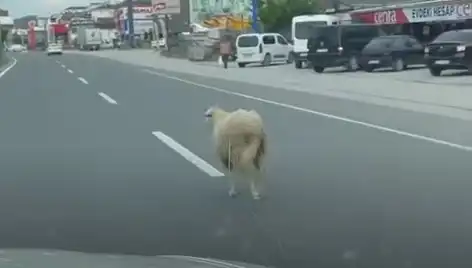 Yalova'da Kaçan Kurbanlıklar, Trafik Kaosuna Neden Oldu!