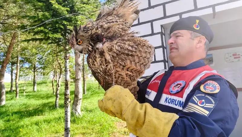 Dikenli Tellere Takılan Puhu, Umutla Tedavi Altına Alındı
