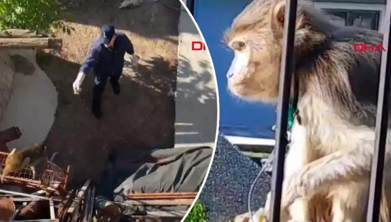 Muğla'da Heyecan Dolu Maymun Kovalamacası: Mahalle Halkı Tedirgin Oldu
