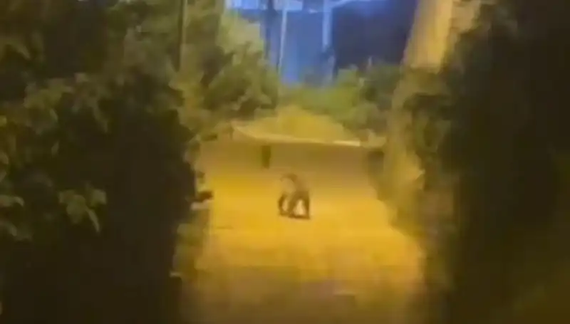 Gümüşhane Şehir Merkezinde Ayı Görüntüleri Şok Etti
