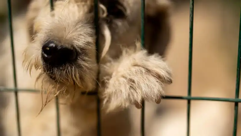 İş Stresi: Sahiplerin Psikolojik Yükü Köpekleri Nasıl Etkiliyor?