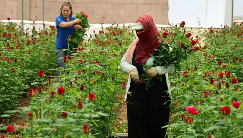 Anneler Günü'nde Gül Üreticilerinin Zorlu Mücadelesi: Serada 5, İnternette 100 TL