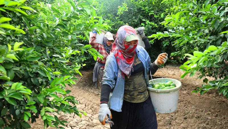Market Fiyatları Yükseliyor: Sonunda Beklenen Hasat Başladı mı?