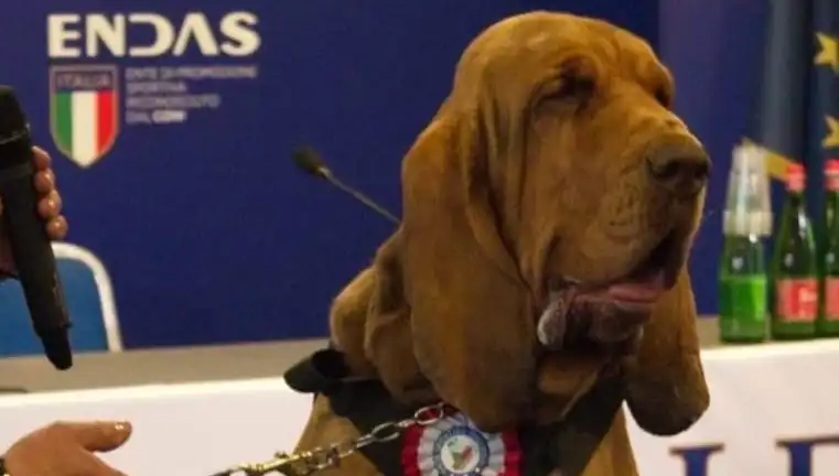 Arama Köpeğine Çivili Sosisle Yapılan Saldırı: Suikast Mi?