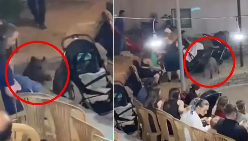 Düğün Davetinde Yaban Domuzu Fırtınası: Misafirler Paniğe Kapıldı