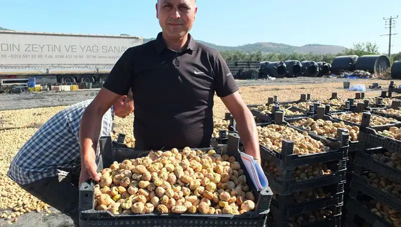 Balıkesir'de Yerli Ürünlerle Hasat Sezonu Açıldı: Çin ve Rusya'ya İhracat Artıyor